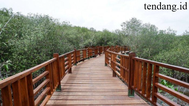 Hutan Mangrove Gunung Anyar: Ekowisata Hijau Surabaya