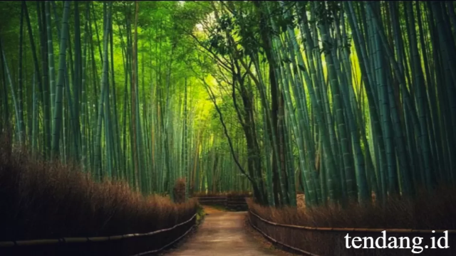 Bamboo Forest Keputih: Wisata Alam Hijau Surabaya